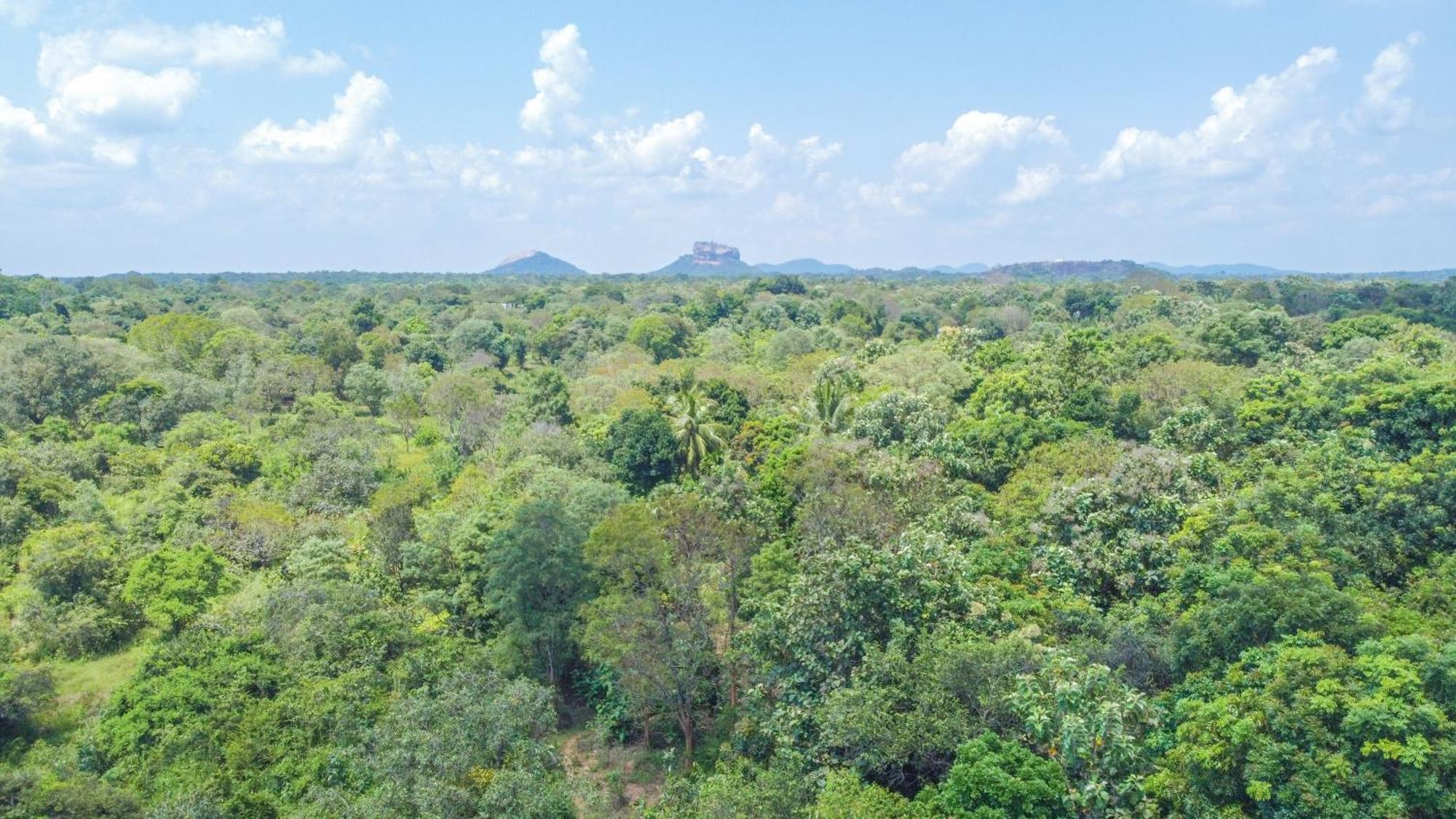 Jungle Host Hostel And Tree House シギリヤ エクステリア 写真